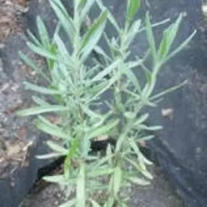 Лаванда. Лаванда.