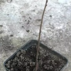 Кельрейтерия. Кельрейтерия.