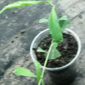 Буддлея. Буддлея.