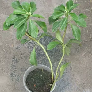 Пахізандра. Пахізандра.