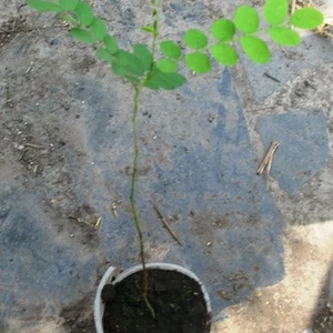 Декоративні чагарники сімейства бобових. Декоративні чагарники сімейства бобових.