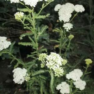 Деревій. Деревій.