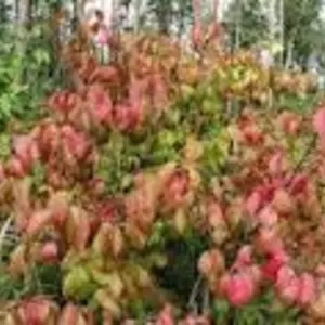 Бересклеты. Бересклеты.