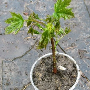 Клени. Клени.