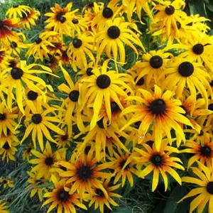 Рудбекія. Рудбекія.