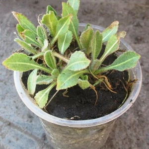 Гайлардия. Гайлардия.