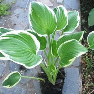 Хости. Хости.