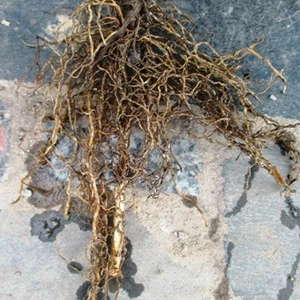 Конвалії, майники. Конвалії, майники.