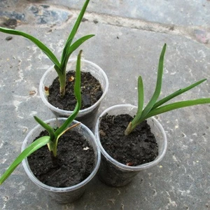 Лілейники Лілейники