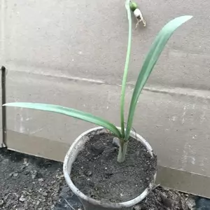 Галантус. Підсніжник. Галантус. Підсніжник.