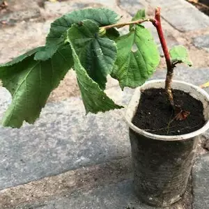 Ліщина декоративна. Ліщина декоративна.