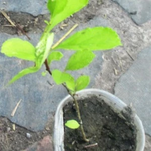 Древогубец. Древогубец.