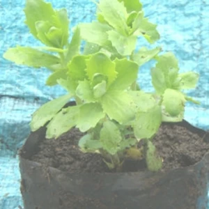 Очитки. Седуми. Очитки. Седуми.