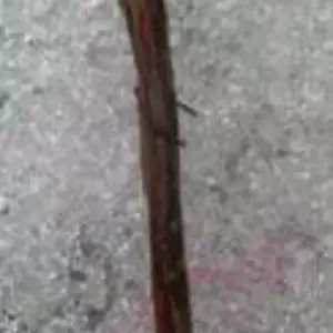 Жимолость їстивна. НЧ. Живці для вкоріненя.. Жимолость їстивна. НЧ. Живці для вкоріненя..