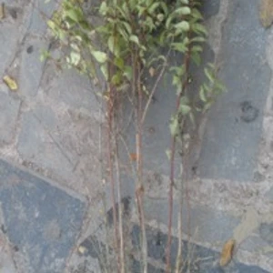 Дейція. Дейція.