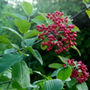 Калини. Калини.