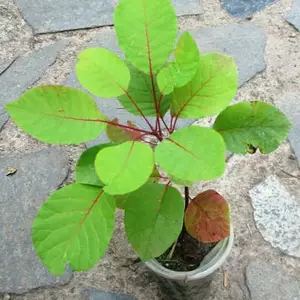 Скумпія. Скумпія.