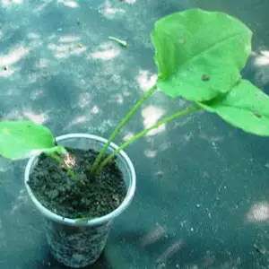 Медуниця. Медуниця.