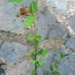 Жимолость їстівна Жимолость їстівна