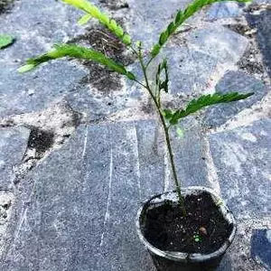 Гледичія. Гледичія.