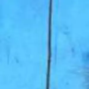 Саджанці листяних порід на штамбі. Саджанці листяних порід на штамбі.