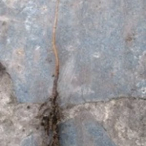 Черемха, вишня декоративні. Черемха, вишня декоративні.