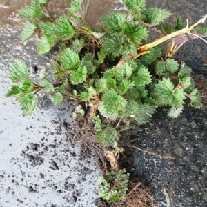 Лікарські рослини. Лікарські рослини.