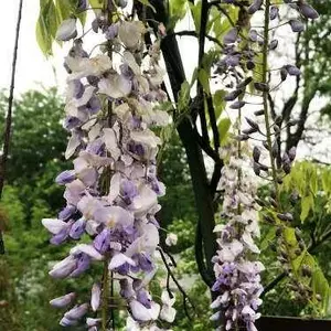 Вистерия (Гліцинія). Вистерия (Гліцинія).