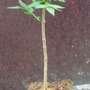 Оксамит амурський. (Phellodendron amurense). Оксамит амурський. (Phellodendron amurense).