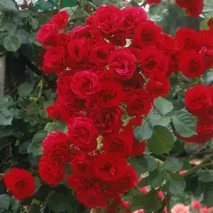 Троянди плетисті. Троянди плетисті.