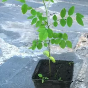 Софора. Софора.