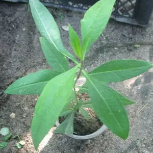 Флокс волотистий. Флокс волотистий.