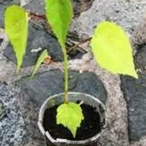 Гібіскус трав'янистий. Гібіскус трав'янистий.