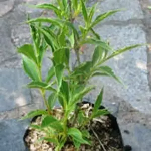 Вейгели. Вейгели.