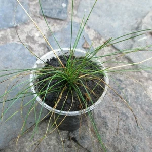 Декоративні трави. Злаки. Декоративні трави. Злаки.