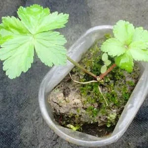 Купальниця, Купальниця,