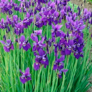 Іриси. Іриси.