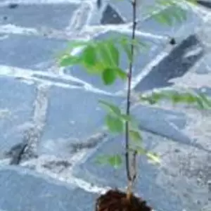 Акація. Акація.