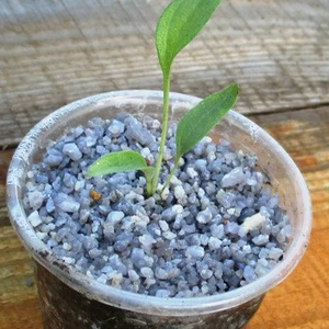 Ехінацея. Ехінацея.