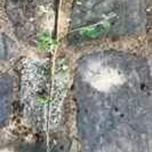 Тополя. Тополя.