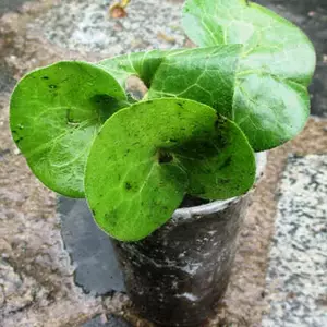 Копитняк. Копитняк.