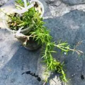 Флокс шилоподібний. Флокс шилоподібний.