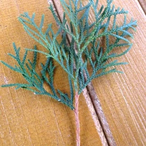 Живці для вкорінення і щеплення. Туї. Живці для вкорінення і щеплення. Туї.