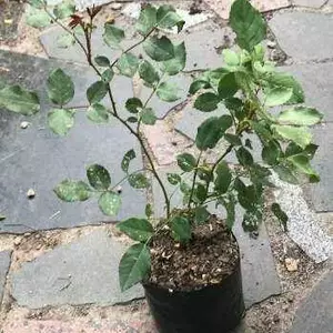 Троянди плетисті. Троянди плетисті.