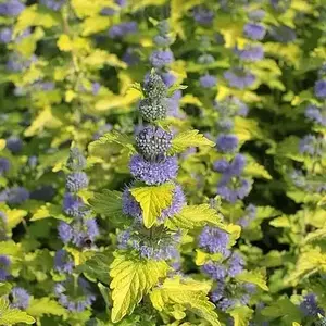 Каріоптеріс. Каріоптеріс.