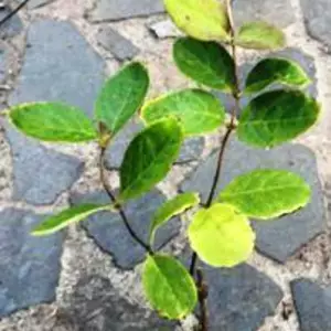 Жимолость витка. Жимолость витка.