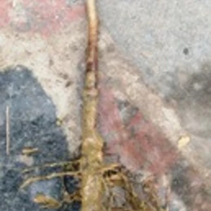 Горіхи, каштани їстівні. Горіхи, каштани їстівні.