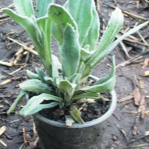 Лихнис. Лихнис.