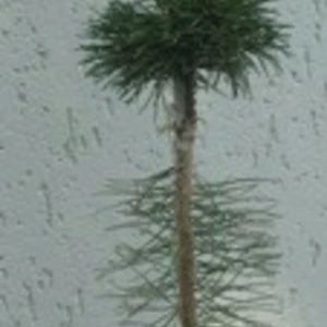 Хвойні щеплені на штамбі. Хвойні щеплені на штамбі.