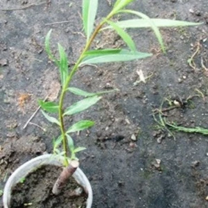 Верби. Верби.